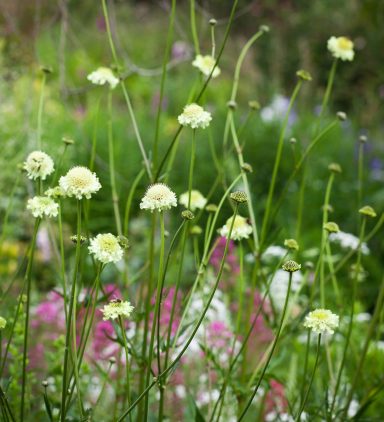 Scabiosa Gigantea