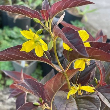 Lysimachia Firecracker