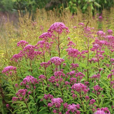 Eupatorium Maculatum