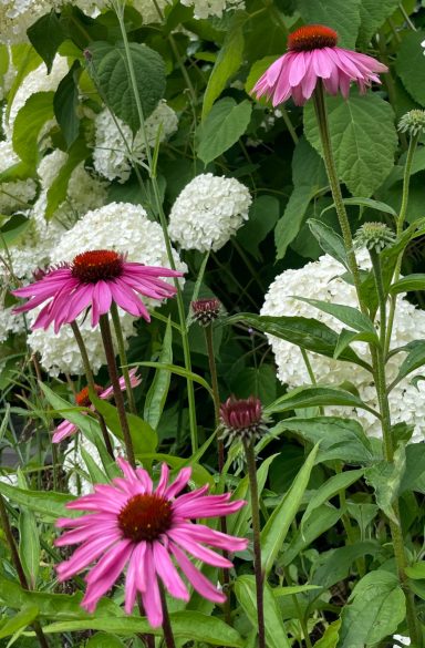 Echinacea Purpurea