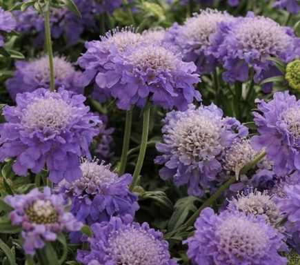 Scabisa Blue Dwarf