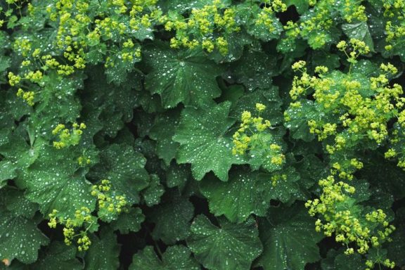 Alchemilla Mollis