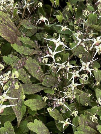 Epimedium Domino