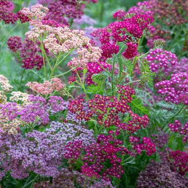 Achillea Millefolium Flowerburst