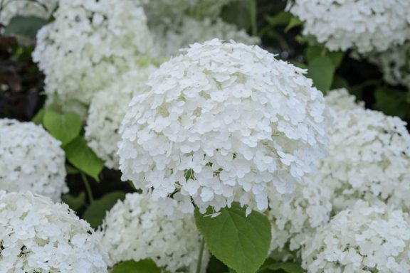 Hydrangea Annabelle