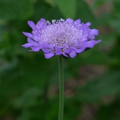 Scabiosa Butterfly Blue