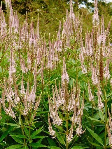 Veronicastrum Pink Glow