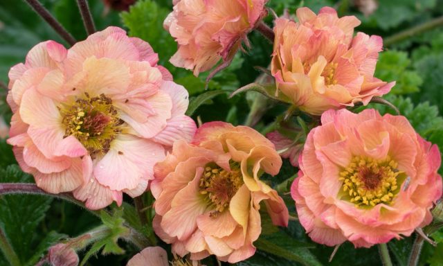 Geum Mai Tai